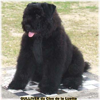 bouvier des flandres photo chiot - Elevage Clos Luette -  COPYRIGHT DEPOSE